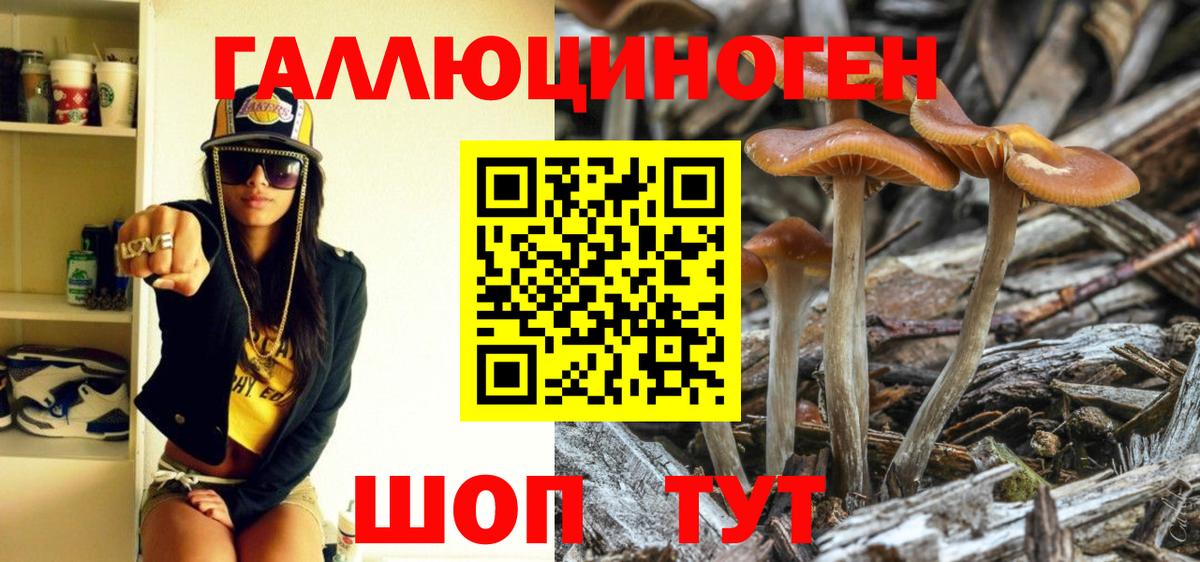 купить закладку  Псилоцибиновые грибы Cubensis  Черногорск  Вход с VPN  Галлюциногенные грибы GOLDEN TEACHER 
